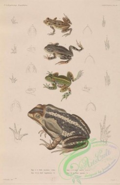 frogs-00038 - 001