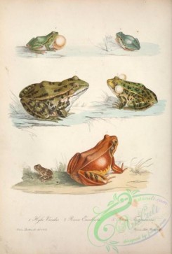 frogs-00046 - hyla viridis, rana esculenta, rana temporaria