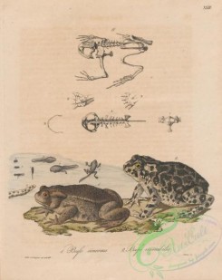 frogs-00053 - bufo cinereus, bufo variabilis
