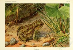 frogs-00061 - bufo vulgaris
