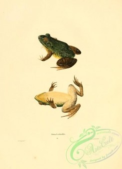 frogs-00068 - rana fontinalis