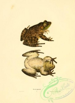 frogs-00070 - rana pipiens