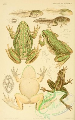 frogs-00085 - ranoidea aurea, Green and Golden Bell-Frog