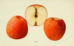 fruits-00060 - Apple, 034 [3390x2099]