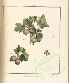 fruits-00205 - Gooseberry [3974x4760]