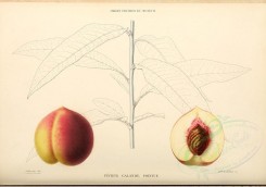 fruits-00467 - Peach, 016 [4110x2881]