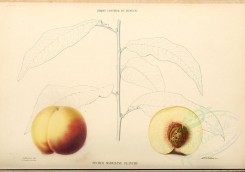 fruits-00468 - Peach, 017 [4110x2881]