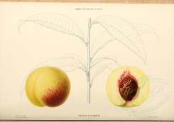 fruits-00473 - Peach, 022 [4110x2881]
