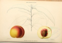 fruits-00474 - Peach, 023 [4110x2881]