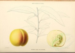fruits-00475 - Peach, 024 [4110x2881]