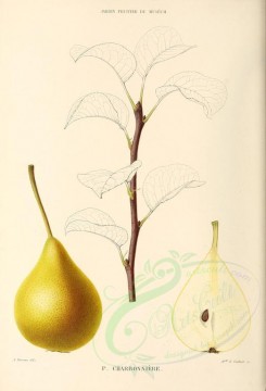 fruits-00476 - Pear, 001 [2782x4090]
