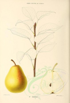 fruits-00477 - Pear, 002 [2774x4086]