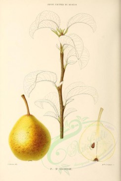 fruits-00478 - Pear, 003 [2750x4090]
