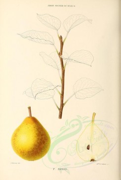 fruits-00479 - Pear, 004 [2766x4090]