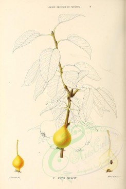 fruits-00480 - Pear, 005 [2714x4078]