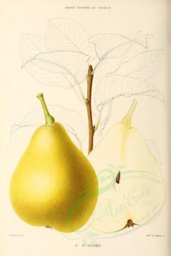 fruits-00481 - Pear, 006 [2750x4090]