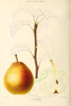 fruits-00482 - Pear, 007 [2766x4090]