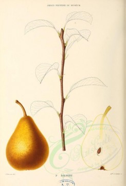 fruits-00483 - Pear, 008 [2766x4090]