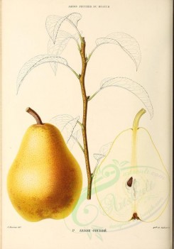 fruits-00484 - Pear, 009 [2881x4123]