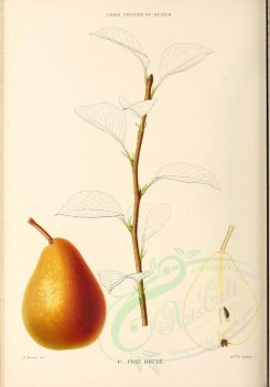 fruits-00486 - Pear, 011 [2881x4123]