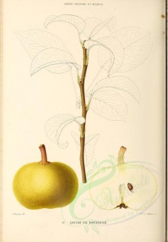fruits-00487 - Pear, 012 [2881x4123]