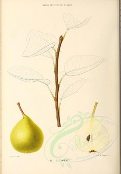 fruits-00488 - Pear, 013 [2881x4123]