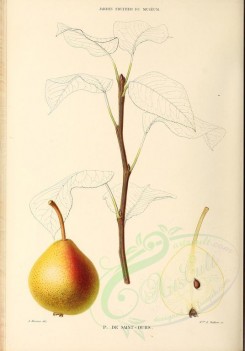 fruits-00489 - Pear, 014 [2881x4123]