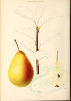 fruits-00490 - Pear, 015 [2881x4123]