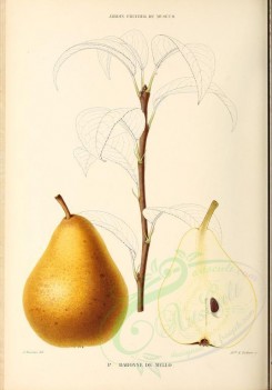 fruits-00491 - Pear, 016 [2881x4123]