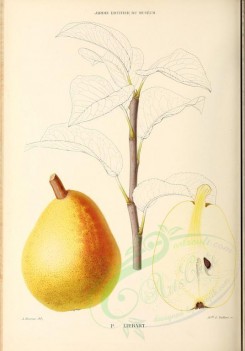 fruits-00492 - Pear, 017 [2881x4123]