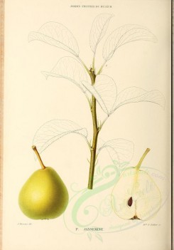 fruits-00494 - Pear, 019 [2881x4123]