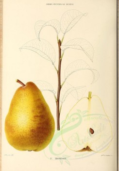 fruits-00495 - Pear, 020 [2881x4123]
