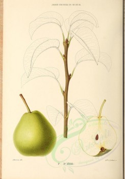 fruits-00496 - Pear, 021 [2881x4123]
