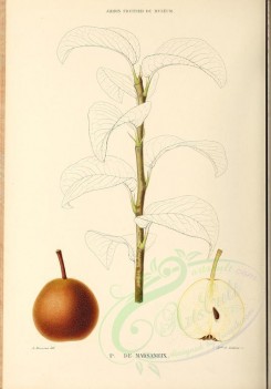 fruits-00497 - Pear, 022 [2881x4123]