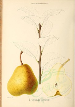 fruits-00499 - Pear, 024 [2881x4123]