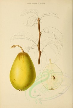 fruits-00500 - Pear, 001 [2738x4038]