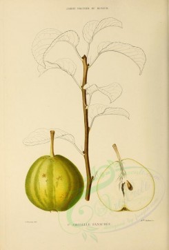 fruits-00501 - Pear, 002 [2738x4038]