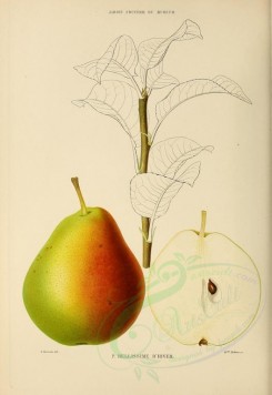 fruits-00502 - Pear, 003 [2778x4038]