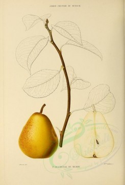 fruits-00503 - Pear, 004 [2738x4038]