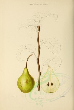 fruits-00504 - Pear, 005 [2734x4038]
