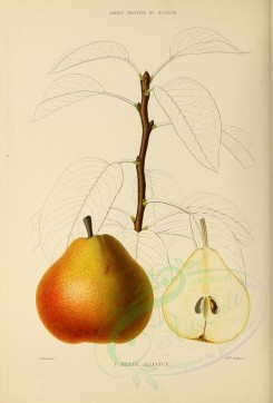 fruits-00505 - Pear, 006 [2738x4038]
