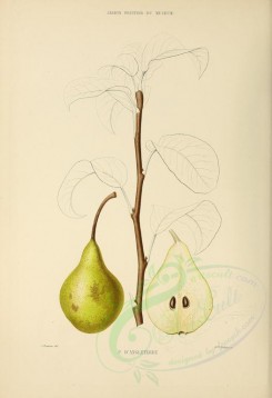 fruits-00506 - Pear, 007 [2770x4038]