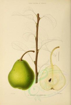 fruits-00508 - Pear, 009 [2738x4038]