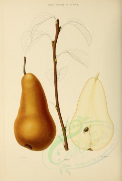 fruits-00509 - Pear, 010 [2738x4038]