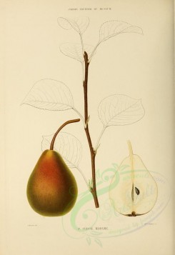 fruits-00510 - Pear, 011 [2774x4038]
