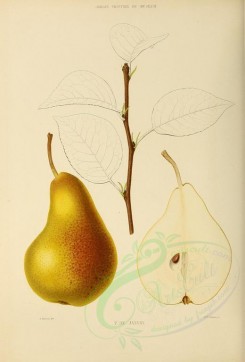 fruits-00511 - Pear, 012 [2738x4038]