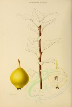 fruits-00512 - Pear, 013 [2738x4038]