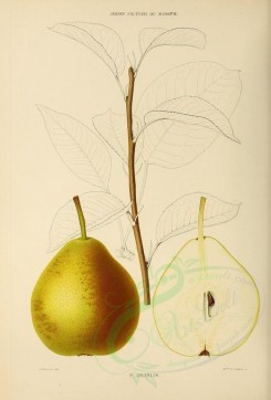 fruits-00513 - Pear, 014 [2738x4038]
