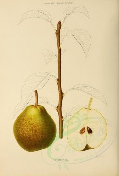 fruits-00514 - Pear, 015 [2738x4038]