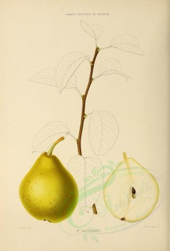 fruits-00515 - Pear, 016 [2738x4038]
